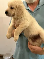 AKC Orange Male, a male Golden Retriever for sale in College Station, TX – Photo 3 of 4