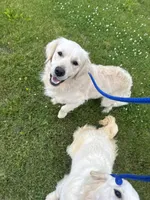 Henry, a male Golden Retriever for sale in College Station, TX – 4 of 4