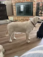 Tessa, a female English Cream Golden Retriever for sale in College Station, TX – 3 of 3