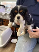 Lexi, a female Cavalier King Charles Spaniel for sale in College Station, TX – Photo 1 of 4