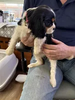 Lexi, a female Cavalier King Charles Spaniel for sale in College Station, TX – Photo 2 of 4