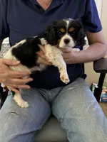 Lexi, a female Cavalier King Charles Spaniel for sale in College Station, TX – Photo 3 of 4