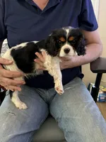 Lexi, a female Cavalier King Charles Spaniel for sale in College Station, TX – Photo 4 of 4