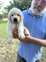 English Cream, a female Golden Retriever for sale in College Station, TX – Photo 2 of 4