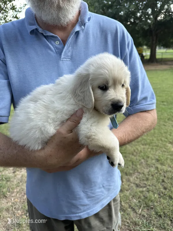 English Cream, a female Golden Retriever for sale in College Station, TX – Photo 1 of 4
