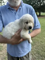 English Cream, a female Golden Retriever for sale in College Station, TX – Photo 1 of 4