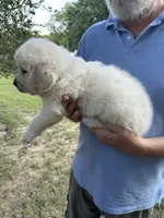 English Cream, a female Golden Retriever for sale in College Station, TX – Photo 4 of 4