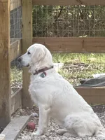 AKC Pink Girl, a female Golden Retriever for sale in College Station, TX – Photo 5 of 5