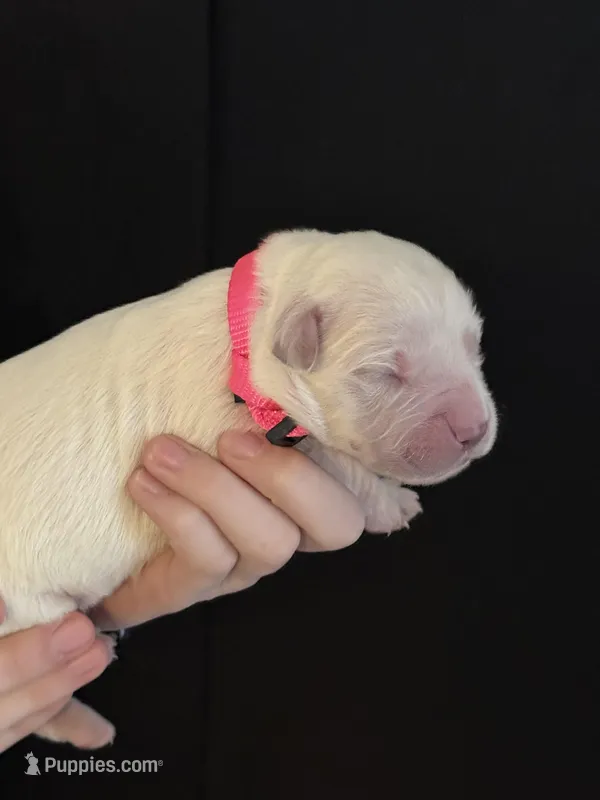 AKC Pink Girl, a female Golden Retriever for sale in College Station, TX – Photo 1 of 5