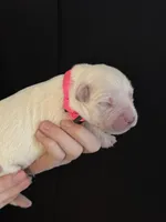 AKC Pink Girl, a female Golden Retriever for sale in College Station, TX – Photo 1 of 5