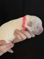 AKC Pink Girl, a female Golden Retriever for sale in College Station, TX – Photo 4 of 5