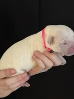 AKC Pink Girl, a female Golden Retriever for sale in College Station, TX – Photo 2 of 5