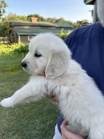 English Cream, a male Golden Retriever for sale in College Station, TX – Photo 1 of 2