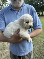 English Cream, a male Golden Retriever for sale in College Station, TX – Photo 2 of 2