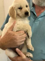 AKC Golden Girl, a female Golden Retriever for sale in College Station, TX – Photo 2 of 4