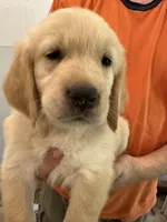 AKC Golden Girl, a female Golden Retriever for sale in College Station, TX – Photo 3 of 4