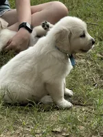 AKC Golden Girl, a female Golden Retriever for sale in College Station, TX – Photo 1 of 4