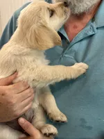 AKC Golden Girl, a female Golden Retriever for sale in College Station, TX – Photo 4 of 4