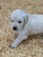AKC English Cream girl 1, a female Golden Retriever for sale in College Station, TX – Photo 3 of 5