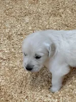 AKC English Cream girl 1, a female Golden Retriever for sale in College Station, TX – Photo 5 of 5