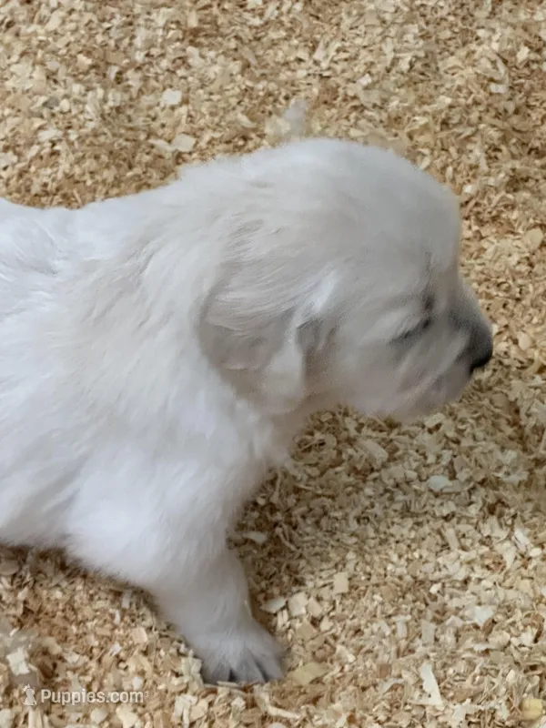 AKC English Cream girl 1