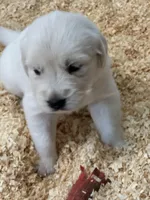 AKC English Cream girl 1, a female Golden Retriever for sale in College Station, TX – Photo 4 of 5