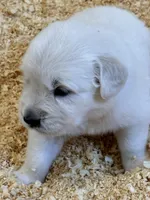 AKC English Cream girl 1, a female Golden Retriever for sale in College Station, TX – Photo 2 of 5