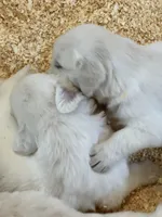 AKC English Cream Male 1, a male Golden Retriever for sale in College Station, TX – Photo 4 of 4