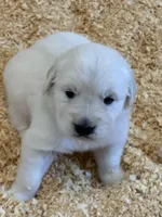 AKC English Cream Male 1, a male Golden Retriever for sale in College Station, TX – Photo 1 of 4