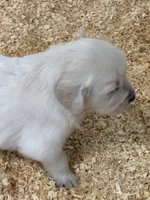 AKC English Cream Male 1, a male Golden Retriever for sale in College Station, TX – Photo 2 of 4