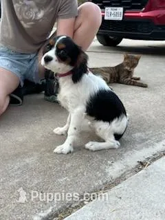 AKC girl, a female Cavalier King Charles Spaniel for sale in College Station, TX – Photo 1 of 3