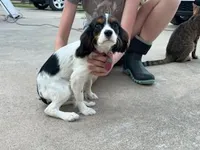 AKC girl, a female Cavalier King Charles Spaniel for sale in College Station, TX – Photo 2 of 3