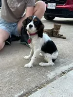 AKC girl, a female Cavalier King Charles Spaniel for sale in College Station, TX – Photo 3 of 3