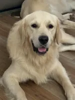 Henry, a male Golden Retriever for sale in College Station, TX – 3 of 4