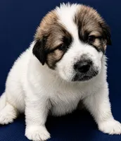 Drift, a male Anatolian Shepherd Dog and Great Pyrenees for sale in Woodward, IA – 3 of 3