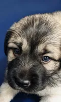 Nori, a female Anatolian Shepherd Dog and Great Pyrenees for sale in Woodward, IA – 2 of 2