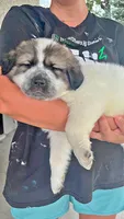 Drift, a male Anatolian Shepherd Dog and Great Pyrenees for sale in Woodward, IA – 1 of 3