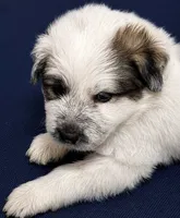 Sailor , a female Anatolian Shepherd Dog and Great Pyrenees for sale in Woodward, IA – 2 of 2