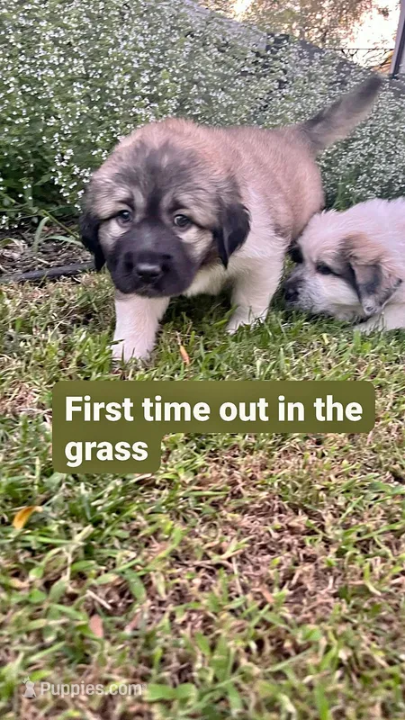 Nori – Anatolian Shepherd Dog, Great Pyrenees puppy for sale in Woodward, IA