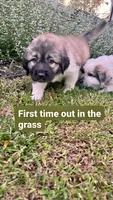 Nori, a female Anatolian Shepherd Dog and Great Pyrenees for sale in Woodward, IA – 1 of 2