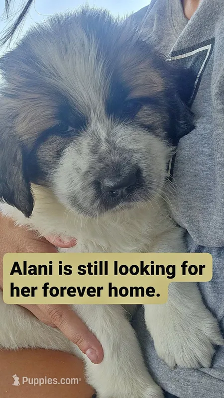 Alani – Anatolian Shepherd Dog, Great Pyrenees puppy for sale in Woodward, IA