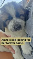 Alani, a female Anatolian Shepherd Dog and Great Pyrenees for sale in Woodward, IA – 1 of 1