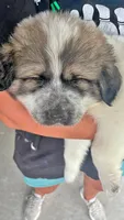 Drift, a male Anatolian Shepherd Dog and Great Pyrenees for sale in Woodward, IA – 2 of 3