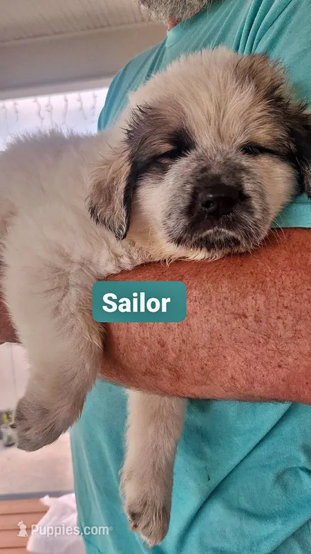 Sailor  – Anatolian Shepherd Dog, Great Pyrenees puppy for sale in Woodward, IA