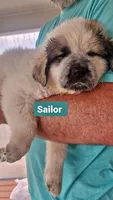 Sailor , a female Anatolian Shepherd Dog and Great Pyrenees for sale in Woodward, IA – 1 of 2