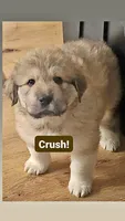 Crush, a male Anatolian Shepherd Dog and Great Pyrenees for sale in Woodward, IA – 2 of 2