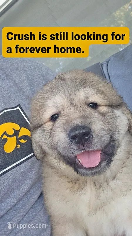 Crush – Anatolian Shepherd Dog, Great Pyrenees puppy for sale in Woodward, IA