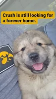 Crush, a male Anatolian Shepherd Dog and Great Pyrenees for sale in Woodward, IA – 1 of 2