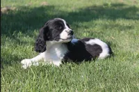 Sophie, a female English Springer Spaniel for sale in Alta Vista, IA – 5 of 9