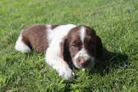 Smokey, a male English Springer Spaniel for sale in Alta Vista, IA – 3 of 9